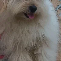 سگ شیتزو تربیت شده