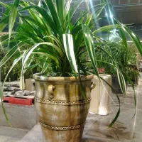 فروش انواع گلهای آپارتمانی و ملزومات|گل و گیاه طبیعی|ورامین, ورامین|دیوار