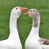 فروش غاز محلی