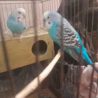 یک جفت مرغ عشق