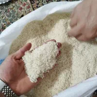 فروش عمده برنج هاشمی و دوم سیاه|عمدهفروشی|درگز, |دیوار