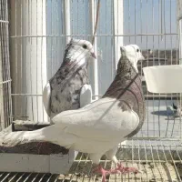 جفت طوق هفت رنگ