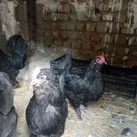 تخم مرغ مرندی اصل