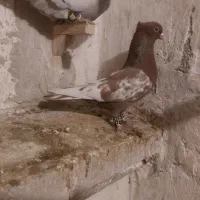 کفتر سینه سرخ عتیقه