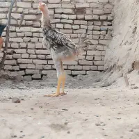 فروش لاری