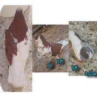 کفتر پلاس یکت شازده زرد سرور شازده سباه سرخ|پرنده|قم, باجک دو|دیوار