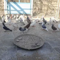 تعدادی کفتر خش خال|پرنده|قم, آزادگان|دیوار