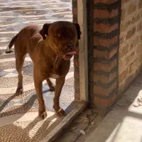 سگ پیتبول|سگ|کرج, کیانمهر|دیوار