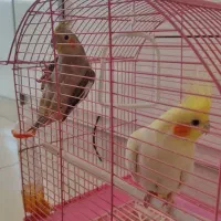 عروس هلندی|پرنده|باغستان, |دیوار