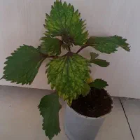 حسن یوسف هلندی ۲۰هزار