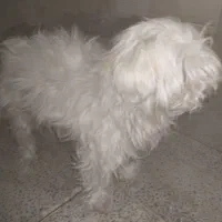 تول|سگ|ملایر, |دیوار