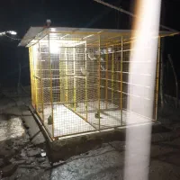 تعدادی کبوتربه همراه لانه جفت کن آهنی|پرنده|رشت, شهریاران|دیوار