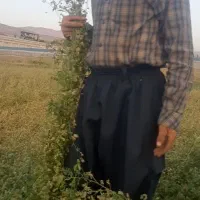 بذر یونجه