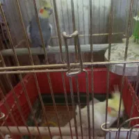 فروش دوجفت عروس هلندی بالغ جوجه داده|پرنده|پاکدشت, پاکدشت (مامازند)|دیوار