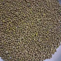 ماش دره شهر