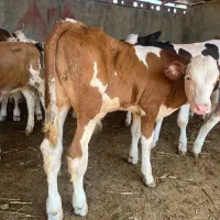 فروش گوساله سیمینتال درجه یک ترکمن صحرا