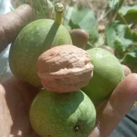 گردوی سبز تازه