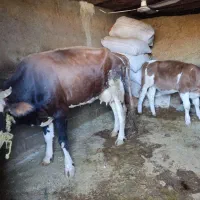 فروش یک راس گاو گوساله سیمینتال درجه یک