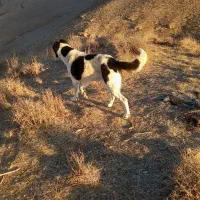 سگه گلی گوسفندی|سگ|قوچان, |دیوار