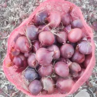 پیاز قرمز لوکس بنابی|خوردنی و آشامیدنی|کرمانشاه, |دیوار