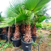 پالم واشنگتن