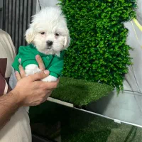 شیتزو مالتیز چشم ابی و چشم مشکی|سگ|کرج, شهرک بنفشه|دیوار