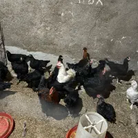 مرغ و خروس وبوقلمون محلی