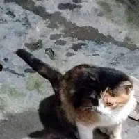 توله گربه اپارتمانی نژاد میکس واکسن اولیه زده شده|گربه|چالوس, |دیوار