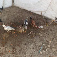 جوجه گلین|حیوانات مزرعه|رباط‌کریم, شهرستانک|دیوار