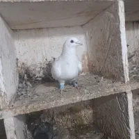 کبوتر رنگی غریب|پرنده|گرگان, |دیوار