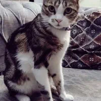 گربه بازیگوش.