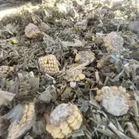 تفاله ذرت فله