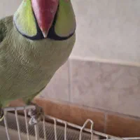 طوطی ملنگو نر|پرنده|اصفهان, کوی امیریه|دیوار