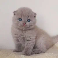 گربه اسکاتیش و بریتیش|گربه|مشهد, امیریه|دیوار