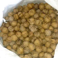 گردو کردستان|خوردنی و آشامیدنی|قدس, شهر‌قدس|دیوار