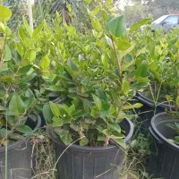 یاس و فتونیا