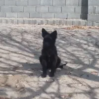 توله سگ ژرمنشپرد دوماهه نروماده|سگ|یاسوج, |دیوار