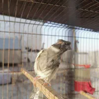 قناری ماده|پرنده|شیراز, شهرک گلدشت حافظ‎|دیوار