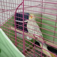 عروس هلندی ماده