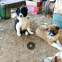 توله قهدریجان