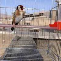 سهره باغی سر