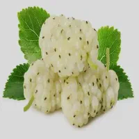 نهال توت|خدمات باغبانی و درختکاری|میاندوآب, |دیوار