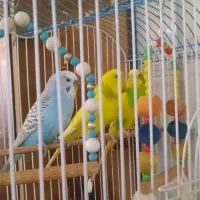 مرغ عشق ها به همراه قفس