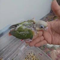 جوجه گیرینچیک|پرنده|کرج, عظیمیه|دیوار