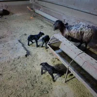 میش بره دار