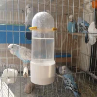 مرغ عشق انگلیسی ، فنچ کینگ