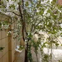 اجاره آپارتمان ۱۰۵ متری ۲ خوابه طبقه ۱
