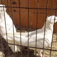 یک جفت کبوتر سفید کاکلی|پرنده|اصفهان, سرچشمه|دیوار