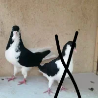 کفتر-کبوتر شهرستانی