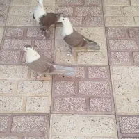 کله سفید|پرنده|سبزوار, قلعهنو دهزار|دیوار